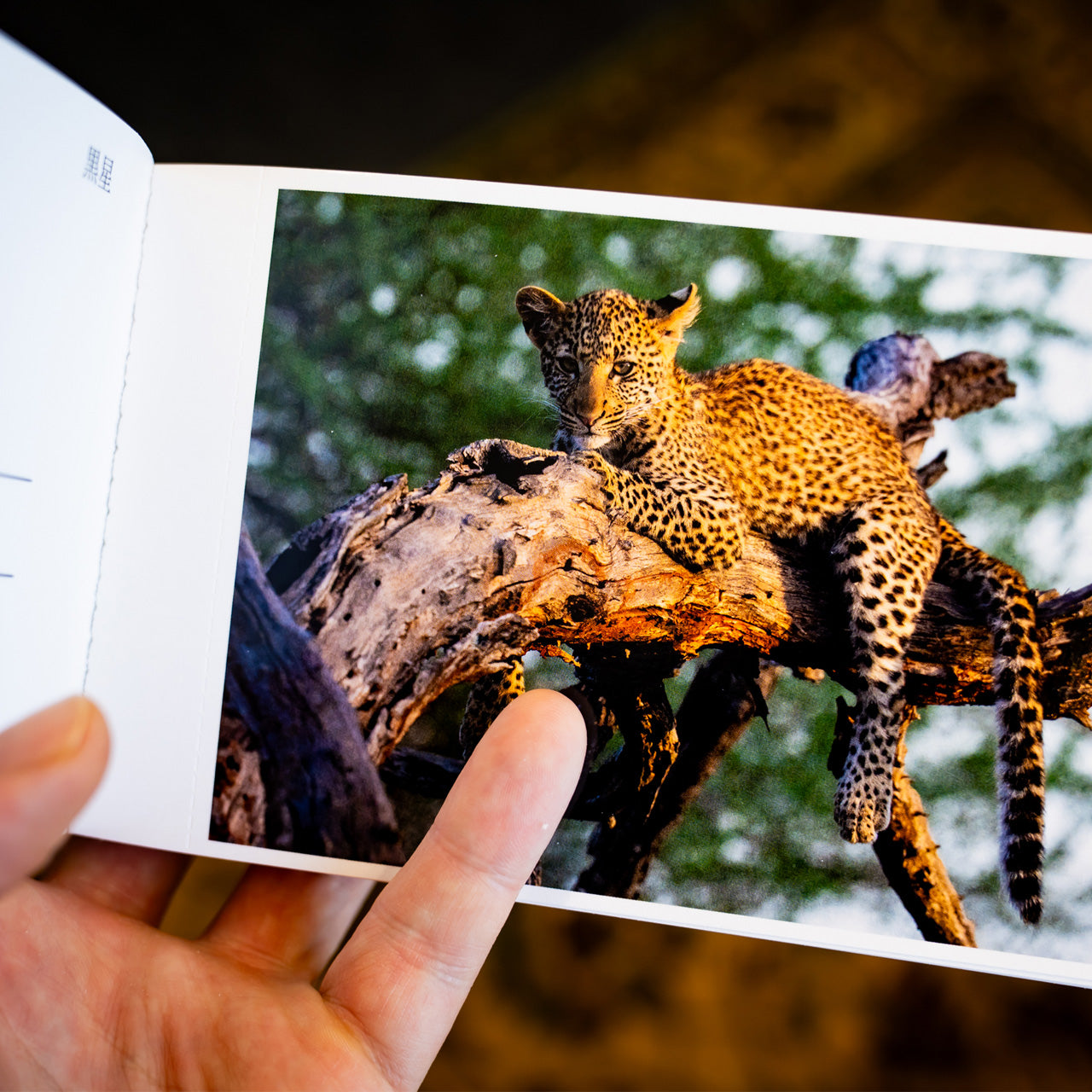 Postkarten aus Afrika